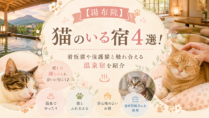 【湯布院】猫のいる宿4選！看板猫や保護猫と触れ合える温泉宿を紹介